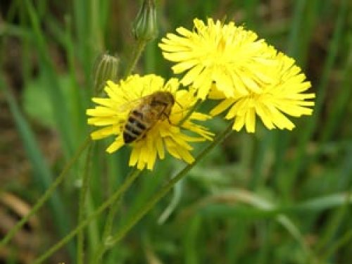 Macro Fotografia