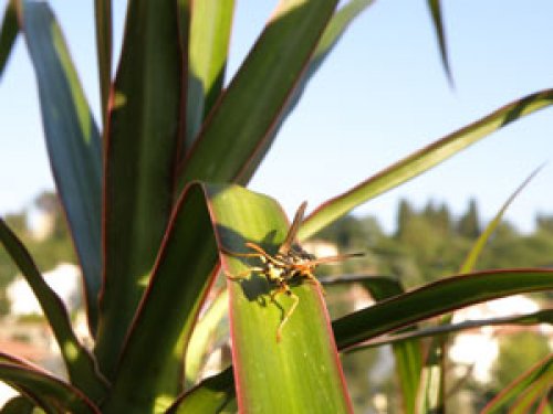 Macro Fotografia